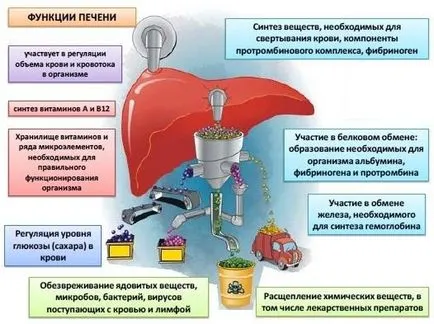 Функция на тънкото и дебелото черво