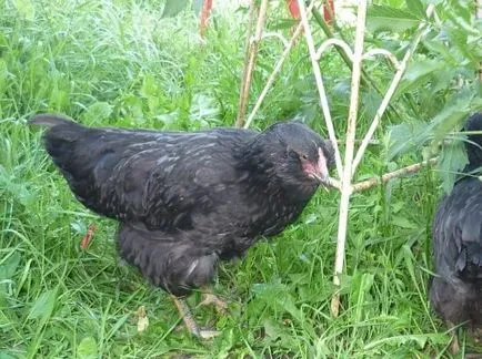 Galan порода пилета - описание на черна брада, фото и видео