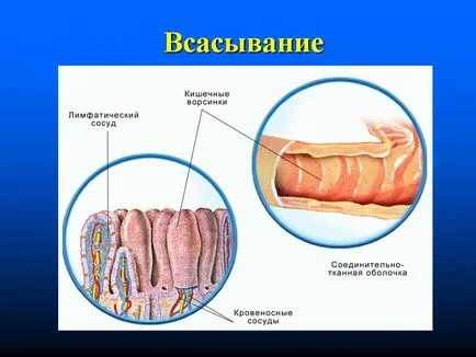 Funcția intestinului subțire și gros