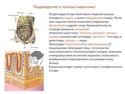 Функция на тънкото и дебелото черво