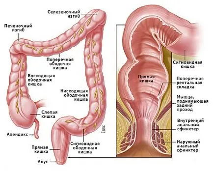 Функция на тънкото и дебелото черво