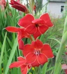 Gladiolus в открито поле засаждане и грижи, когато за насаждане, и т.н.