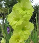 Gladiolus в открито поле засаждане и грижи, когато за насаждане, и т.н.