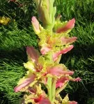 Gladiolus a nyílt terepen ültetés és gondozás, ha a növény, stb