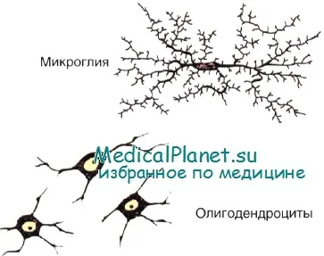 Gliasejtek, oligodendrocytákban Schwann-sejtek, asztrociták, ependymasejteket