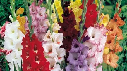 Gladiolus a nyílt terepen ültetés és gondozás, ha a növény, stb