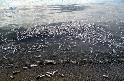 Meotida halál, vagy mi történik a Azovi-tenger