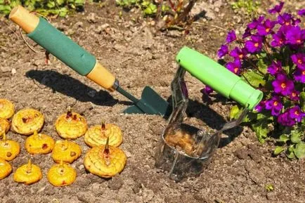 Gladiole în plantarea Urali și de îngrijire atunci când germinat și au plantat răsaduri, cele mai bune note, fotografii, videoclipuri