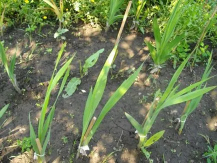 Gladiole în plantarea câmp deschis și de îngrijire, atunci când pentru a planta, etc.