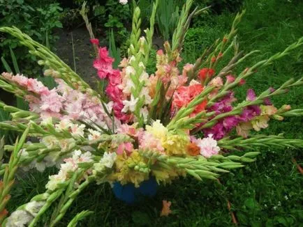 Gladiolus в открито поле засаждане и грижи, когато за насаждане, и т.н.