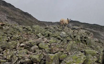 Rock: Mount (mount Skåla)