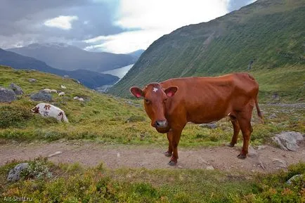 Rock: Mount (mount Skåla)