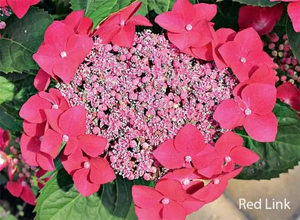 Hydrangea macrophylla în cultură oală pe