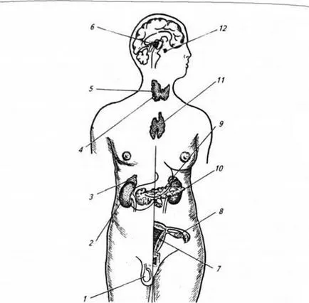 reglementarea Hormonal funcțiilor fiziologice, secreția hormonilor - fiziologia umană