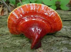 Polypore гъби