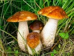 Boletus ciuperci fotografie și descriere, altele, de gătit, în creștere sub mesteacăn, video