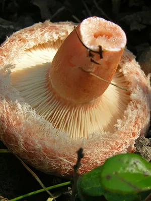 Ciuperci volnushki fotografie și o descriere a modului în care să se uite volnushki comestibile