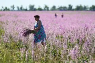 Guru din India a dezvăluit secretele de ceai berii - ziar românesc