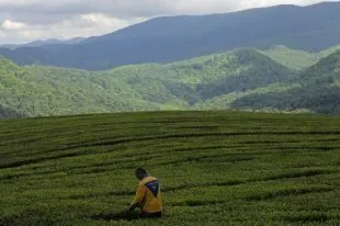 Guru din India a dezvăluit secretele de ceai berii - ziar românesc