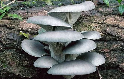 Ciuperci stridie descriere ciuperci a beneficiilor si dauneaza, fotografii