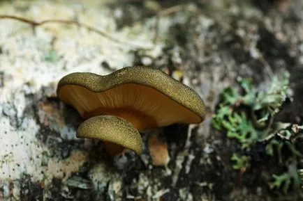 Oyster гъби, върху които растат по дърветата, отглеждане на мицела, външния вид, фото