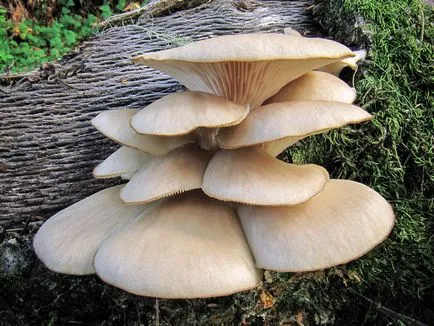 Oyster гъби, върху които растат по дърветата, отглеждане на мицела, външния вид, фото