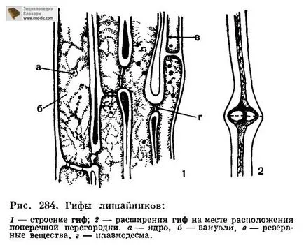 Гъби компонент (mikobiont) - биологична Енциклопедия - Енциклопедия & усилвател; речници