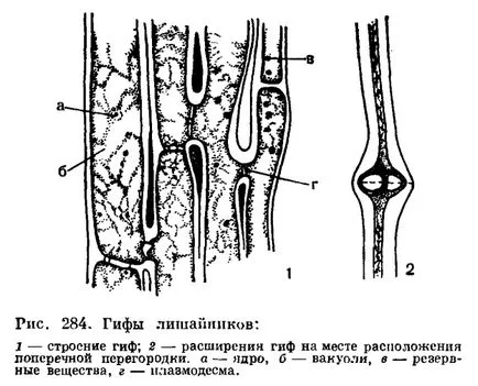 Gomba komponens (mikobiont)