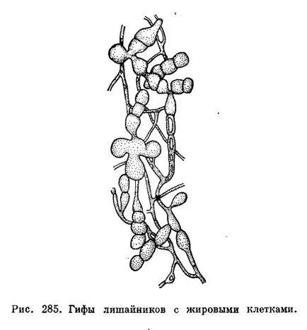 Гъби компонент (mikobiont)