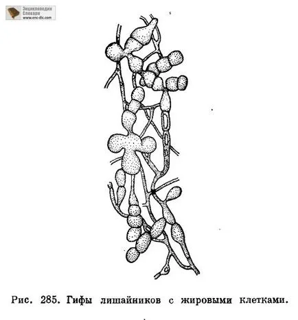 Гъби компонент (mikobiont) - биологична Енциклопедия - Енциклопедия & усилвател; речници