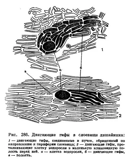 Гъби компонент (mikobiont)