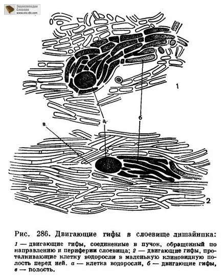 Гъби компонент (mikobiont) - биологична Енциклопедия - Енциклопедия & усилвател; речници