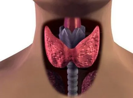 Rebelii de imunitate cu glanda tiroidă, consultantul, site-ul oficial al ziarului Monitorul Medical
