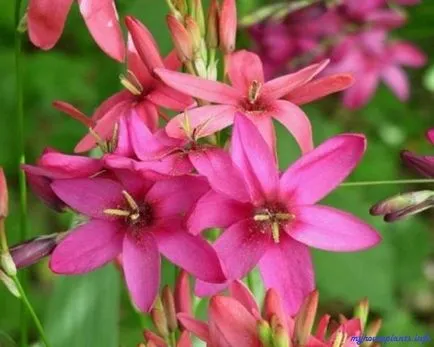 Ixia - houseplants mele