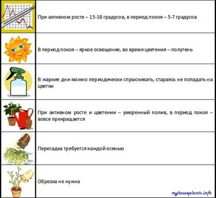 Иксия - моите стайни растения