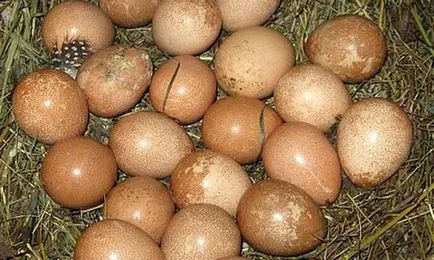 Inkubációs gyöngytyúk tojás otthoni mód és időzítés