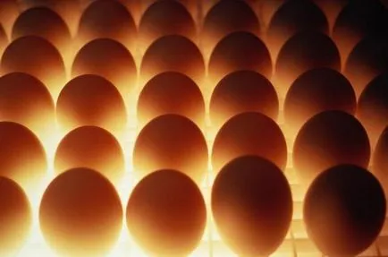 Instrucțiunea privind lustruirii ouă de gâscă cu fotografii și video