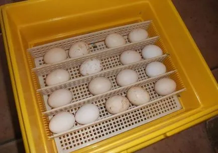 Инкубиране на токачки яйца в режим на дома и времето