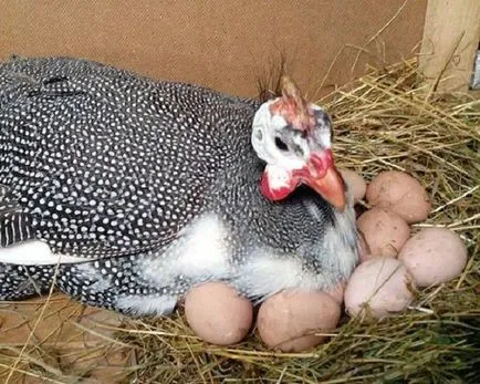 Inkubációs gyöngytyúk tojás otthoni mód és időzítés