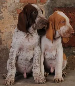 Italiană Greyhound (Bracco Italiano) - descrierea rasei, fotografii natura, totul despre câini