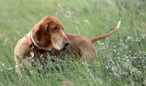 Italiană Greyhound (Bracco Italiano) - descrierea rasei, fotografii natura, totul despre câini