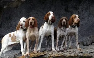 Italiană Greyhound (Bracco Italiano) - descrierea rasei, fotografii natura, totul despre câini