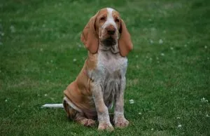 Italiană Greyhound (Bracco Italiano) - descrierea rasei, fotografii natura, totul despre câini