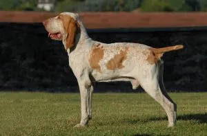 Italiană Greyhound (Bracco Italiano) - descrierea rasei, fotografii natura, totul despre câini