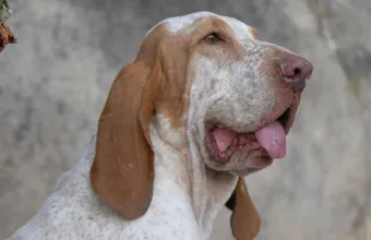 Italiană Greyhound (Bracco Italiano) - descrierea rasei, fotografii natura, totul despre câini