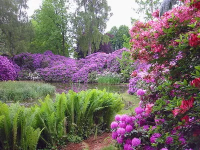 Használata rododendronok kerttervezés