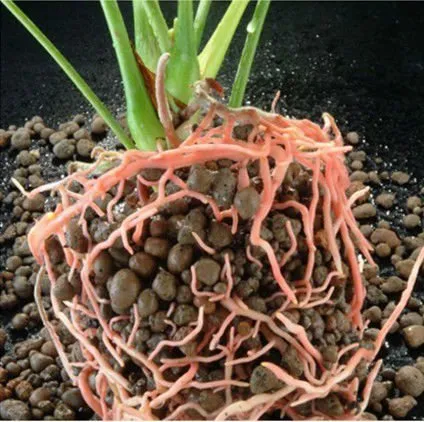 Mesterséges talajt egy veteményeskert - Kamenka (Ball)