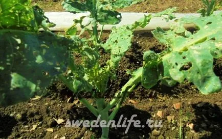 Hogyan kell kezelni a káposztalepke, módszerek és eredmények