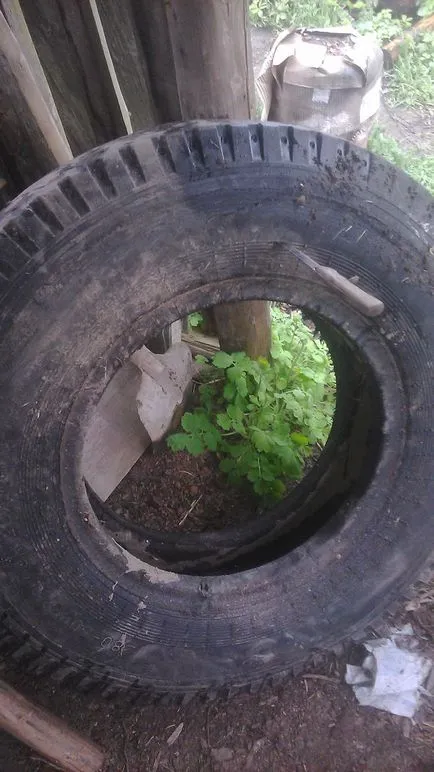 Cum și ce culturi tractor anvelope pentru pat de flori