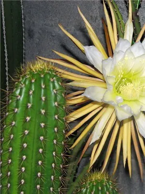 Ce fel de flori pentru a planta pe pervazul ferestrei de violete, cactusi, mușcate, begonii, fucsia și fotografii